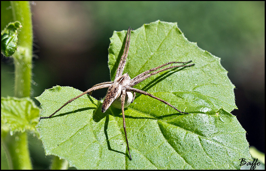 Pisaura sp.